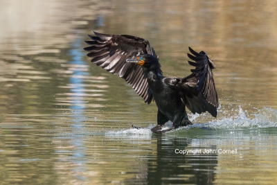 Cormorant;Double-crested-Cormorant;Flying-Bird;Phalacrocorax-auritus;Photography